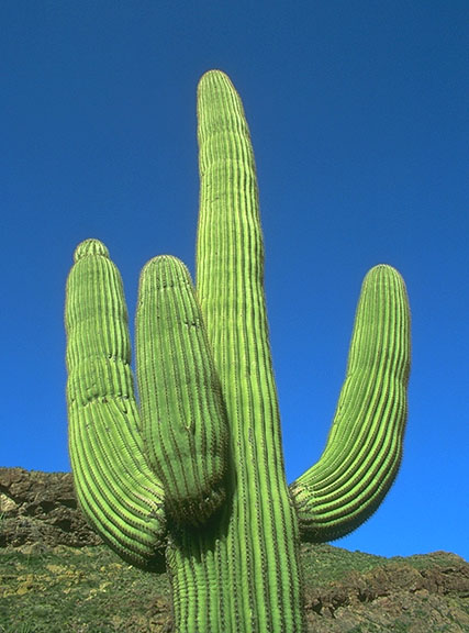 cactus-montanero.jpg
